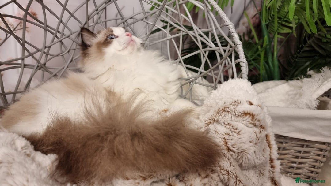 Ragdoll cats for sale: Quality Tica reg Ragdoll kittens  - Advert 11