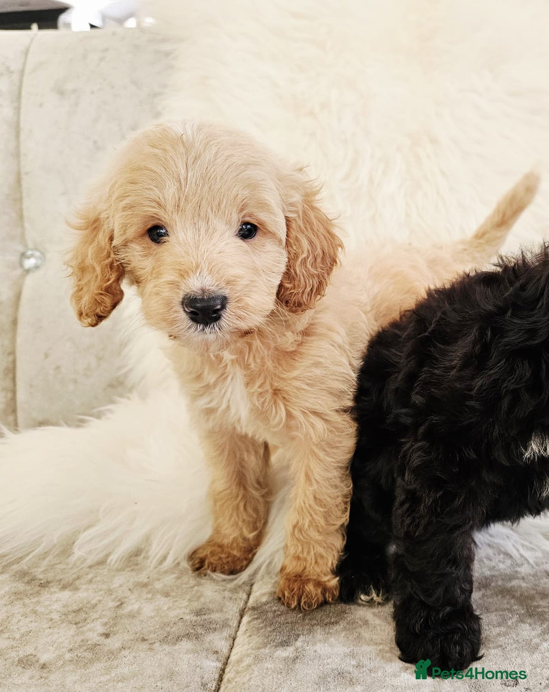Cockapoo dogs for sale: F1B COCKAPOO 3 puppies 2 boys 1 girl available  - Advert 11