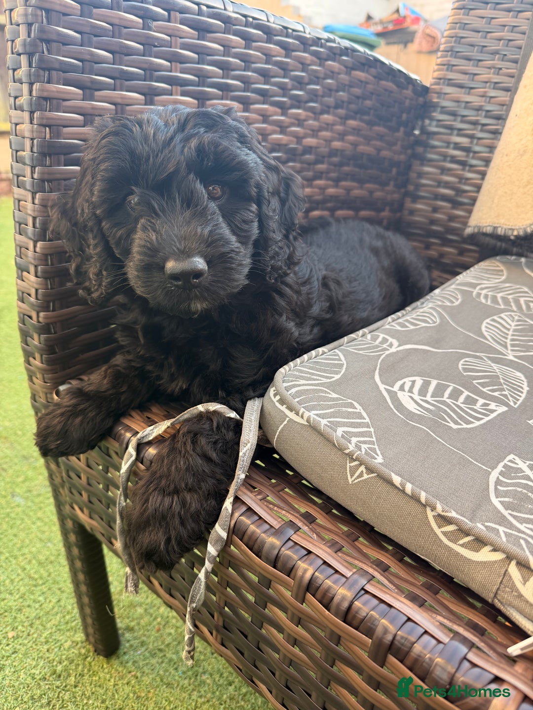 Cockapoo dogs for sale: Female cockapoo - Image 4