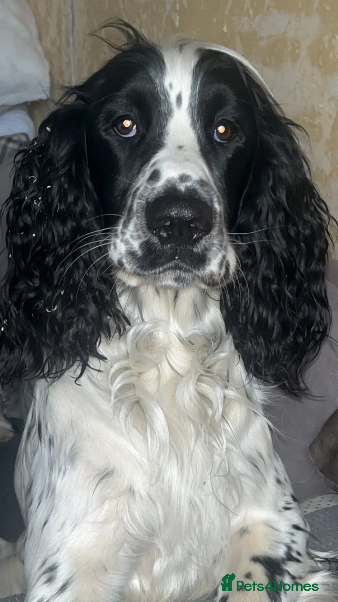 Sprocker dogs for sale: Sprocker spaniel puppies  in Littleborough - Advert 16