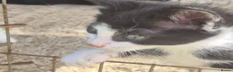 Bengal cats for sale: Two gorgeous Bengal cross kittens  - Advert 7