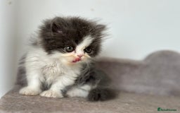 Persian cats for sale:  1 boy left !Adorable  Persian kittens available  - Image 12