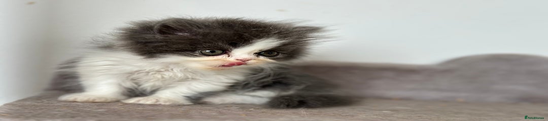 Persian Kitten 5