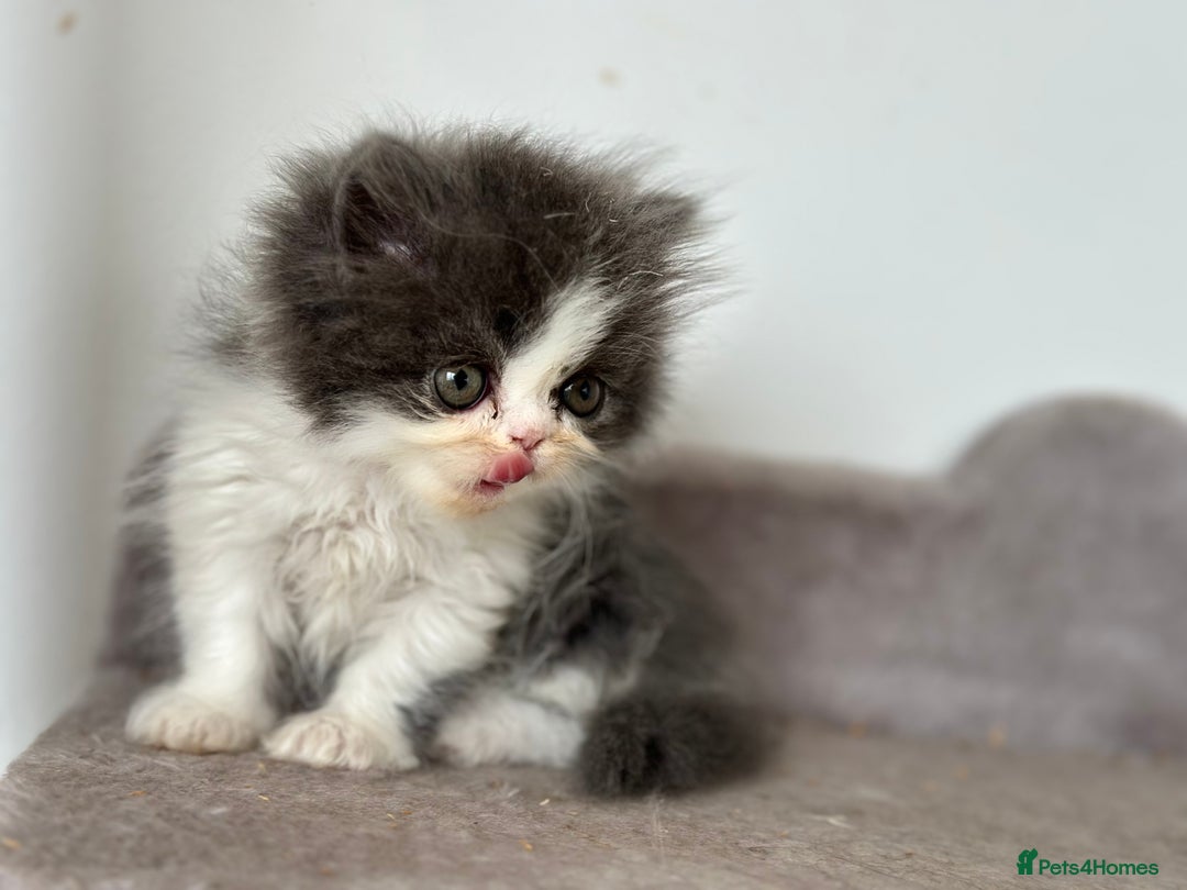 Persian cats for sale:  1 boy left !Adorable  Persian kittens available  - Image 12