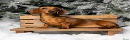 Miniature Dachshund dogs for sale: Kc registered mini smooth dachshunds  - Advert 4