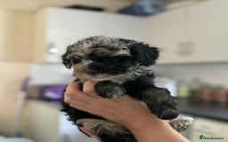 Sheepadoodle dogs for sale: F1b mini sheepadoodles - Image 34