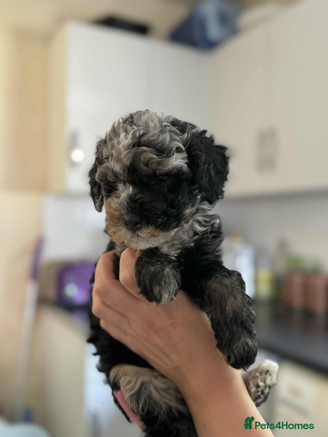 Sheepadoodle dogs for sale: F1b mini sheepadoodles - Image 34