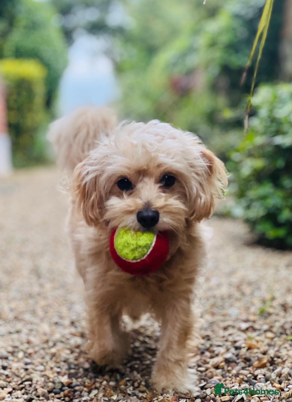 Cavapoochon dogs 🐾 Stud Available – Meet Eggy the Cavapoochon! 🐾 - Advert 1