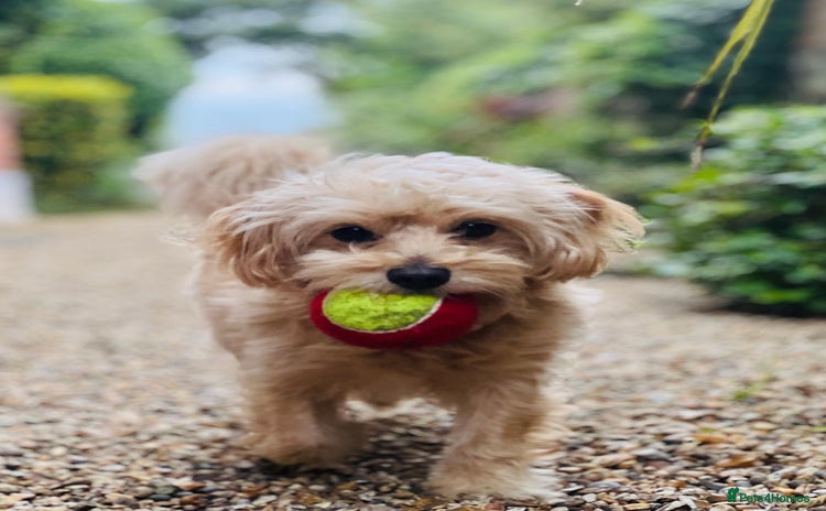 Cavapoochon dogs 🐾 Stud Available – Meet Eggy the Cavapoochon! 🐾 - Advert 1