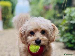 Cavapoochon dogs 🐾 Stud Available – Meet Eggy the Cavapoochon! 🐾 - Advert 1