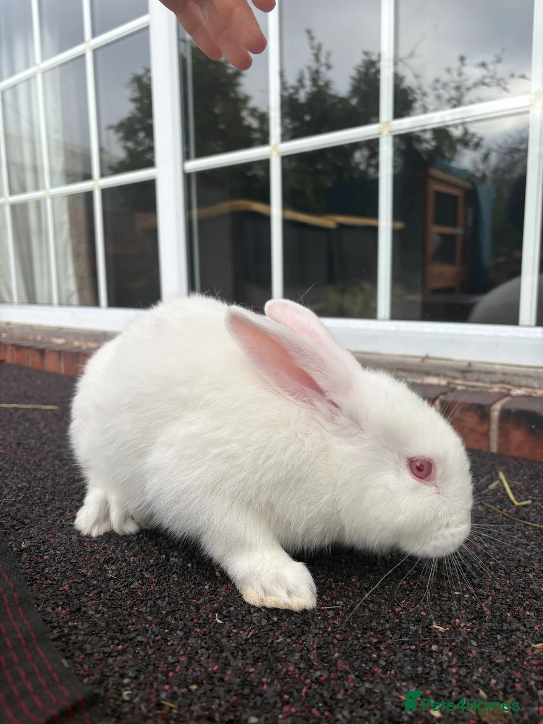 New Zealand rabbits for sale: Young New Zealand buck (Zeus)  - Advert 2