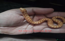 Snake reptiles for sale: Western Hognose Snakes Cb25 - Image 5