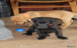 Labrador Retriever dogs for sale: Labrador Pupsfor Sale – Yellow, Chocolate, Black  - Image 38