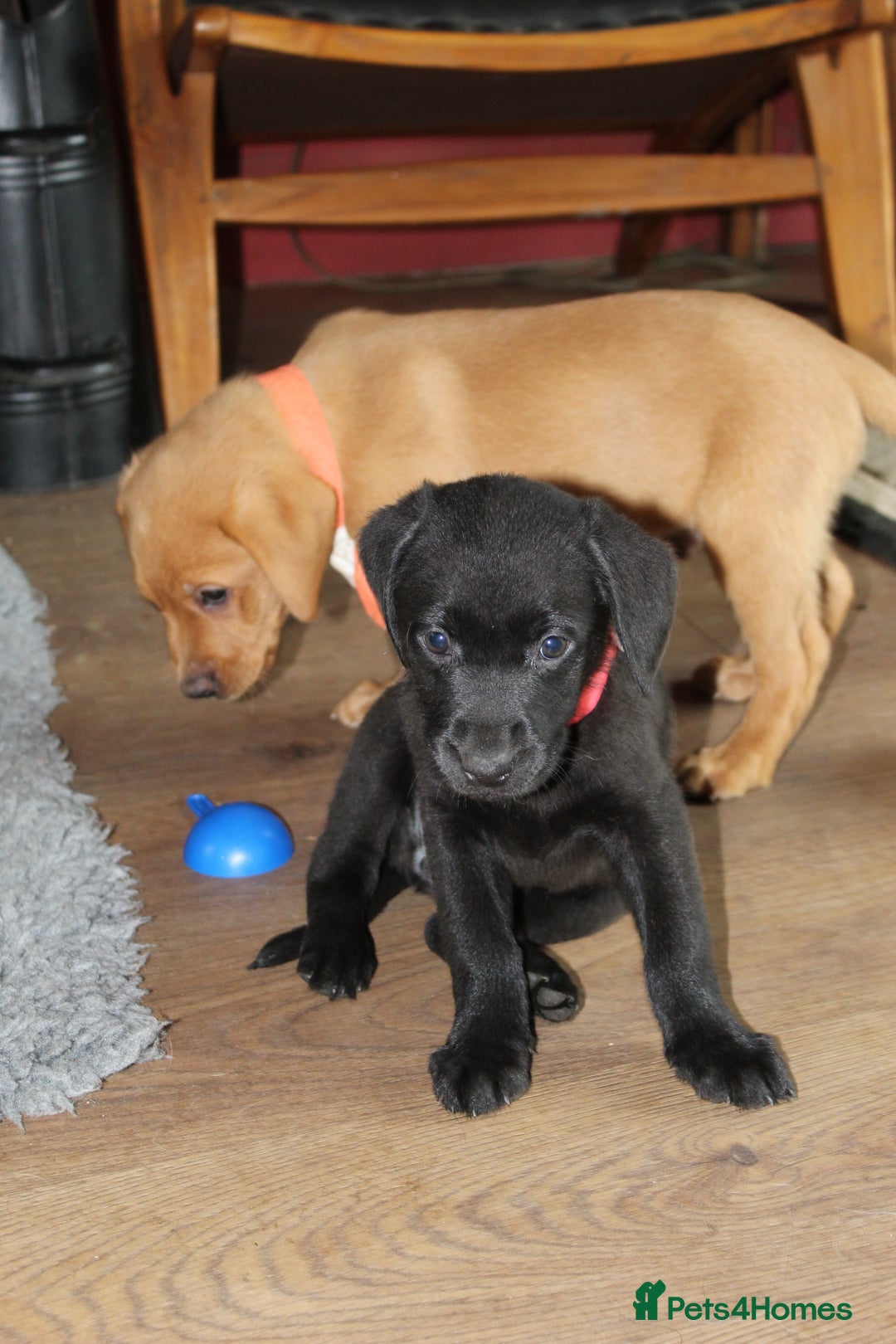 Labrador Retriever dogs for sale: Labrador Pupsfor Sale – Yellow, Chocolate, Black  - Image 38