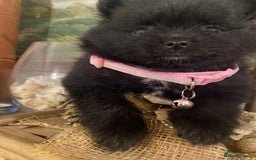 Pomeranian dogs for sale: Pomeranian puppies  - Image 10