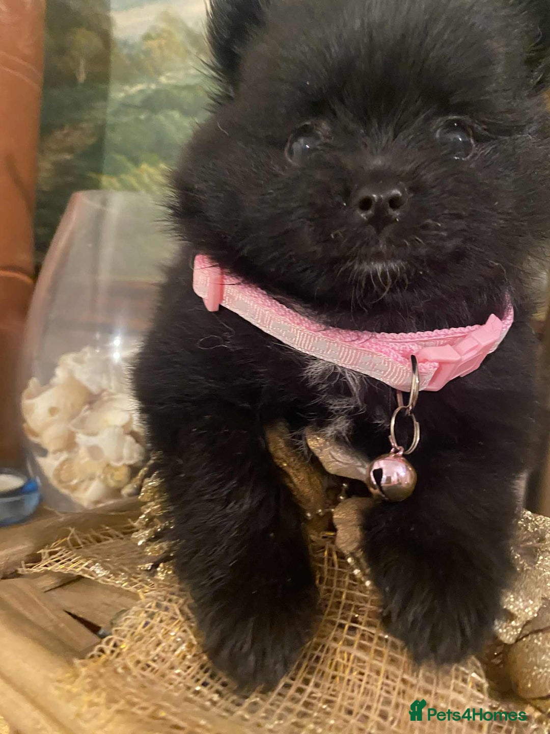 Pomeranian dogs for sale: Pomeranian puppies  - Image 10