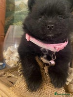 Pomeranian dogs - Advert 1