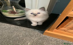 Ragdoll cats for sale: Stunning blue and lilac ragdoll kittens - Image 9