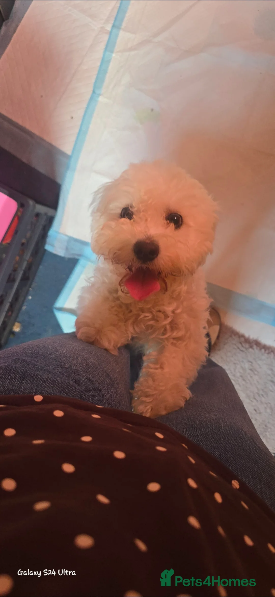 Bichon Frise dogs for sale: Bichon Maltese - Advert 2