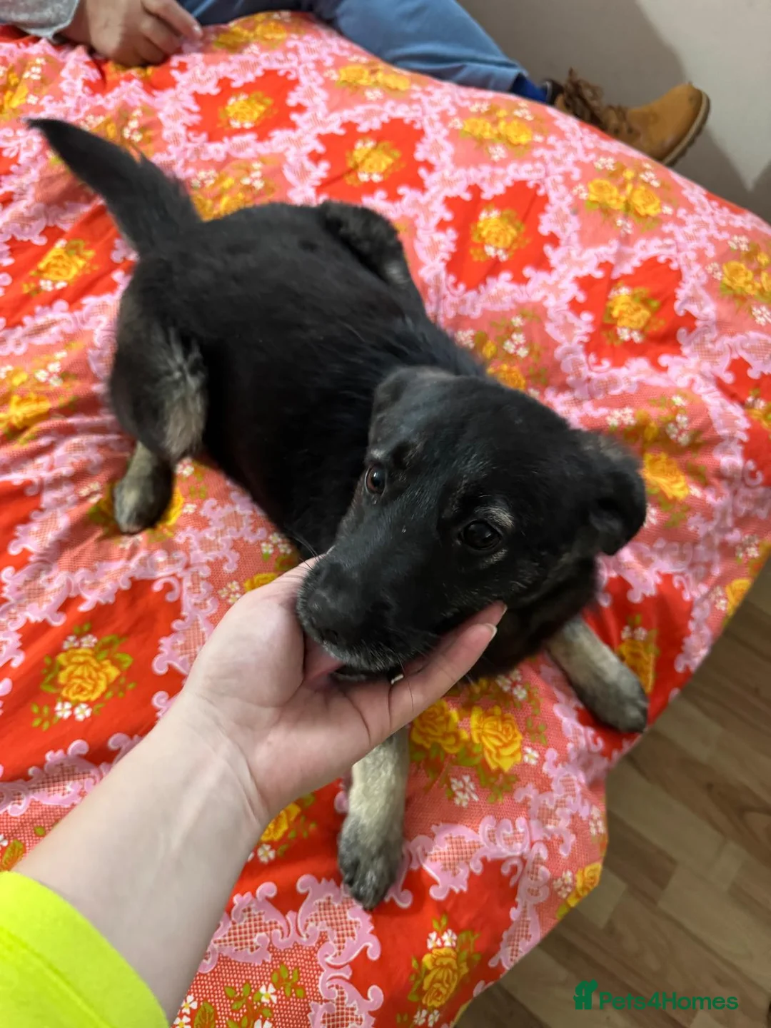 Mixed Breed dogs for adoption: 🐾🌼 MIA – The Little Railway Survivor 🌼🐾 - Advert 2