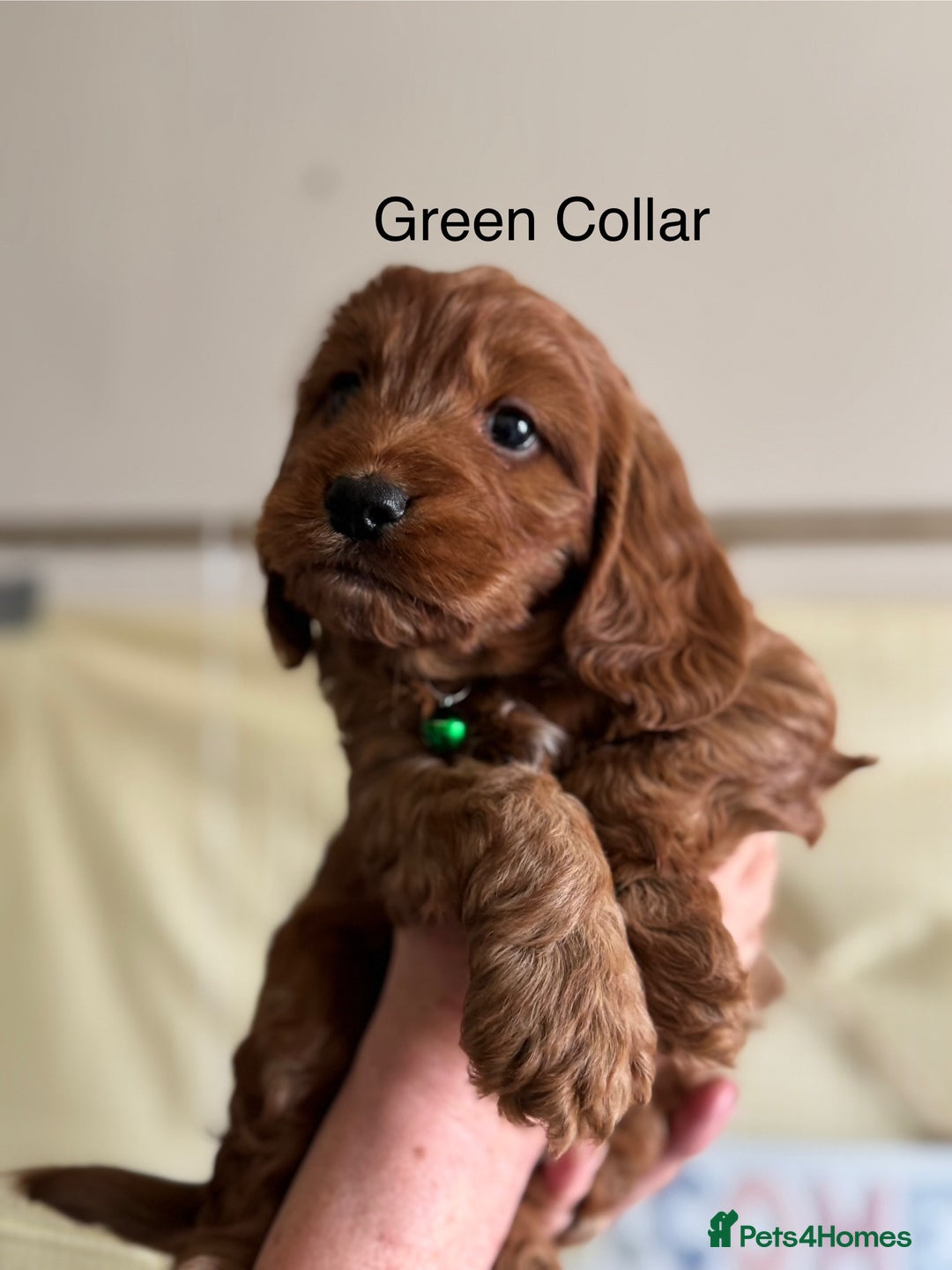 Cockapoo dogs for sale: F1 Toy Cockapoo’s in richest red ❤️ - Image 13