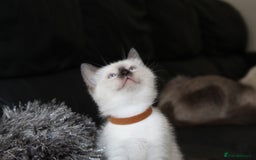 Ragamese cats for sale: Ragamese ragdoll siamese vaccinated, microchipped - Image 18