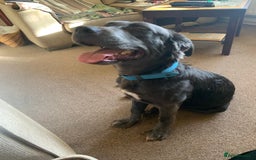 Mixed Breed dogs for sale: Great Dane cross  - Advert 3