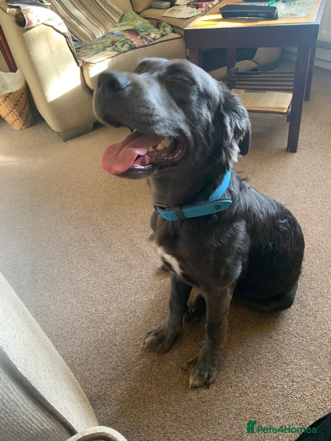 Mixed Breed dogs for sale: Great Dane cross  - Advert 3