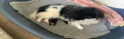 German Spitz dogs for sale: Two Registered Klein Bitch Puppies in Shrewsbury - Advert 1