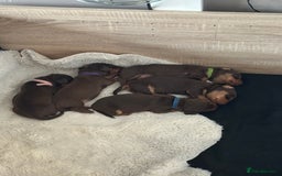 Dachshund dogs for sale: Dachshund puppies for sale - Image 9