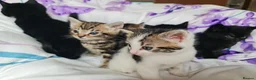 Mixed Breed cats for sale: Adorable & Playful Kittens Raised with Kids  - Advert 9