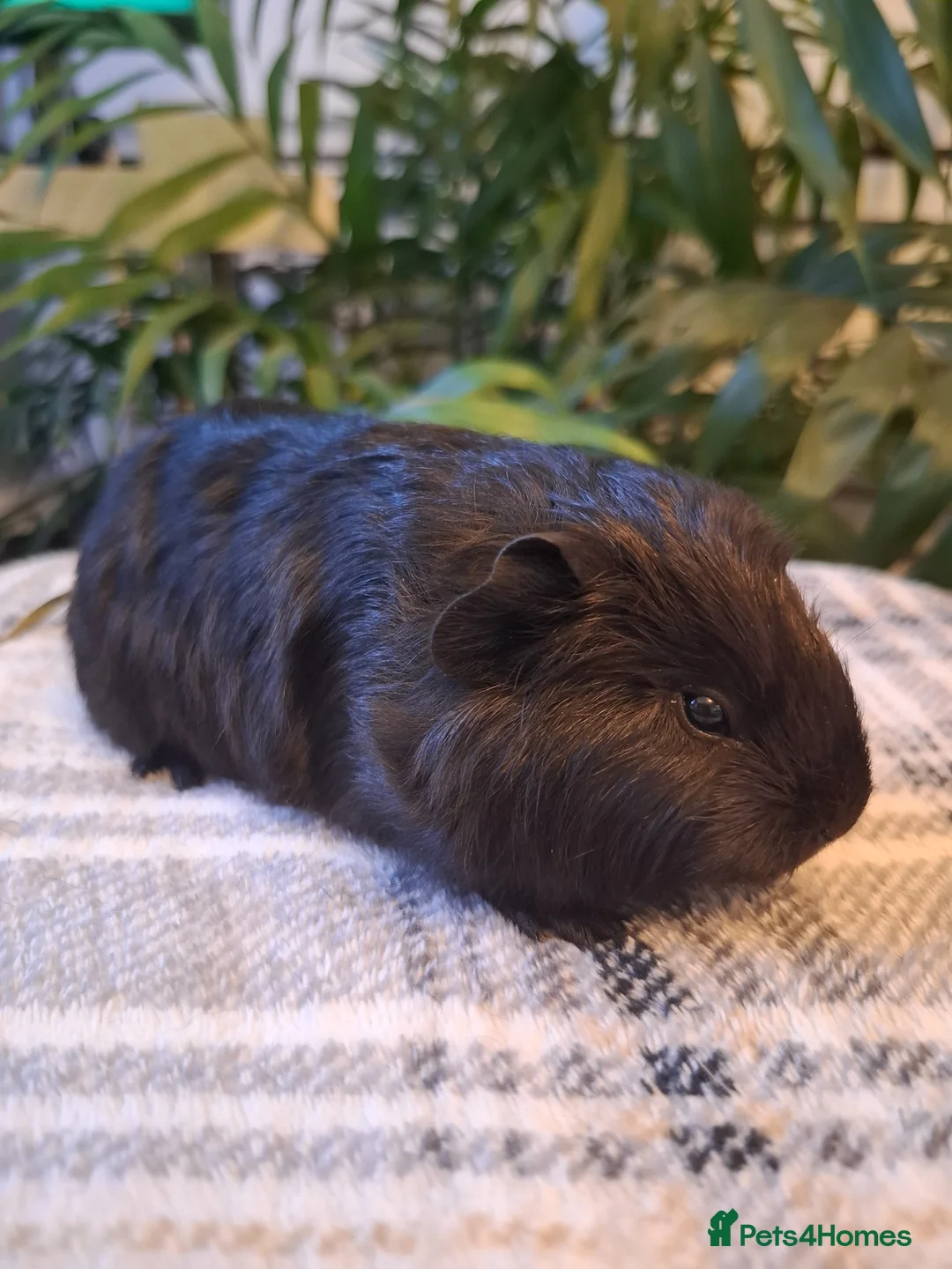 Guinea Pig rodents for sale: Black Swiss & Buff Cali Baby Guinea Pig Boys  - Advert 2