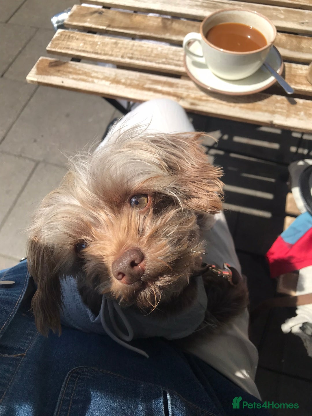 Toy Poodle dogs for stud: PROVEN Toy Poodle X Chihuahua Mix for Stud - Image 1