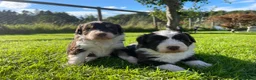 Bordoodle dogs for sale: LAST 1! OUTSTANDING SABLE BORDOODLE🧸 - Advert 5