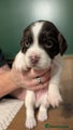 English Springer Spaniel Puppy 1