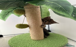 Turkish Angora cats for sale: 4 Beautiful Turkish Angora Mix Kittens - Image 17