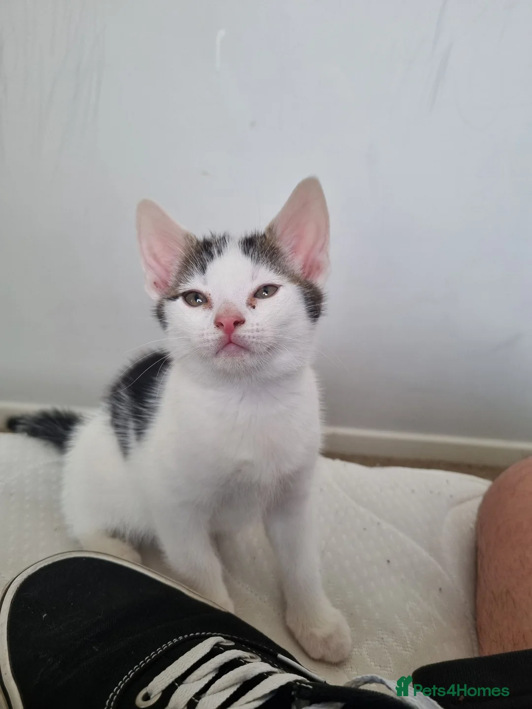 Mixed Breed cats for sale: Beautiful Kittens Looking for Their Forever Homes in Bedlington - Advert 11