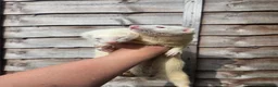 Ferret rodents for sale: 2 albino jills  - Advert 9