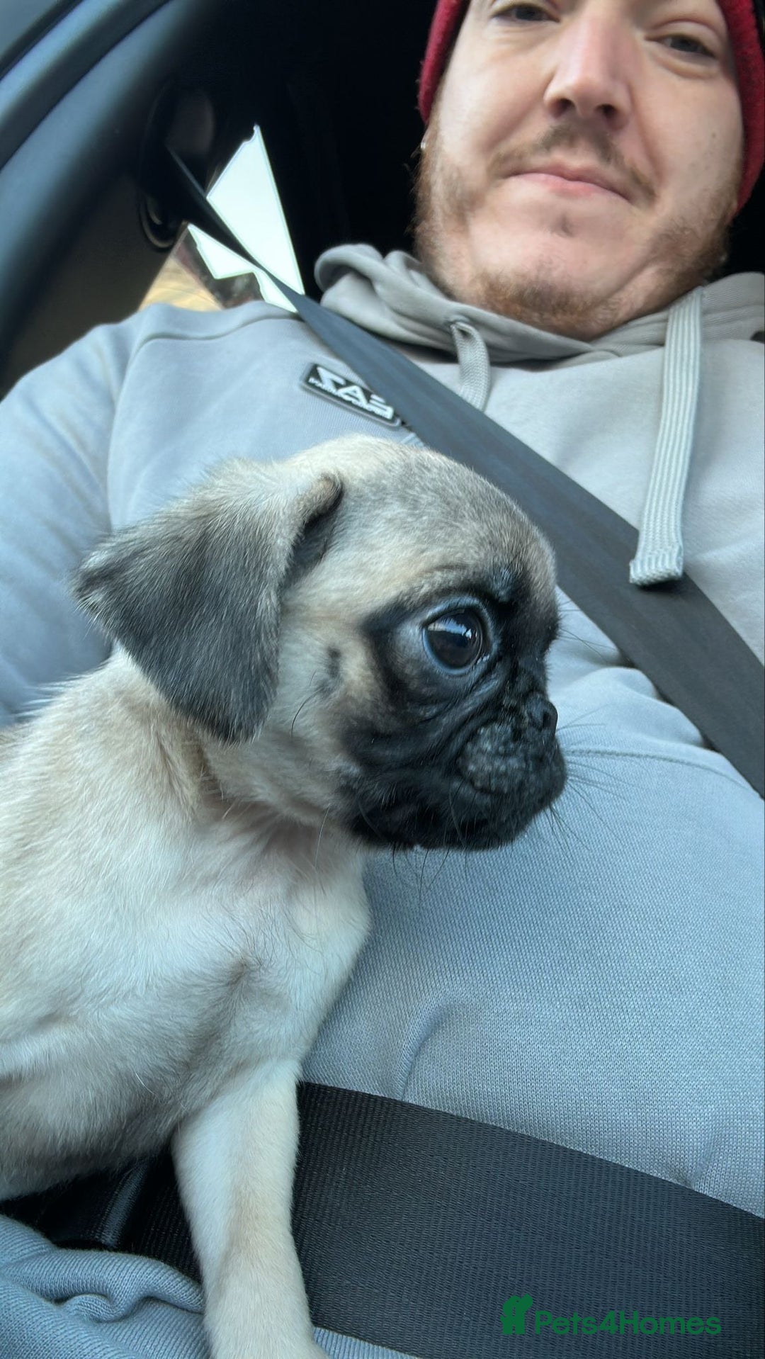 Pug dogs for sale: Male pug puppy  - Advert 4