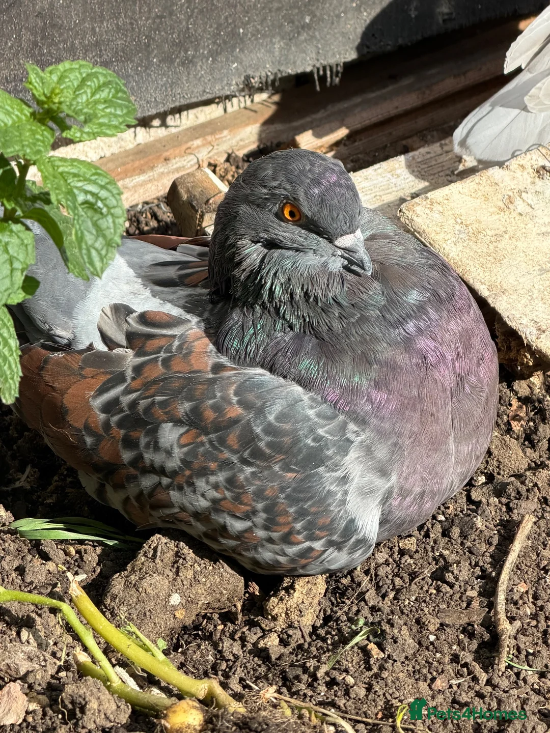 Pigeons birds for sale: Fancy pigeons 🕊️ - Advert 2