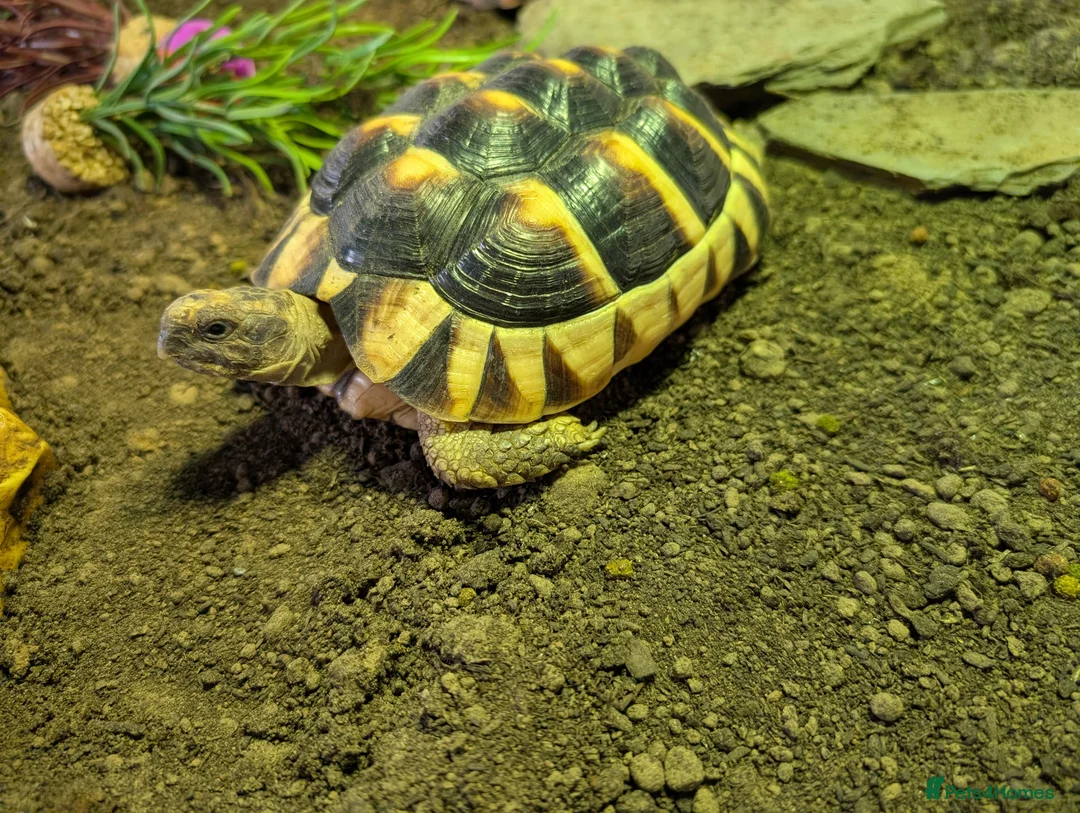 Hermann Tortoise reptiles for sale: hermann tortoise  in Bath - Advert 10