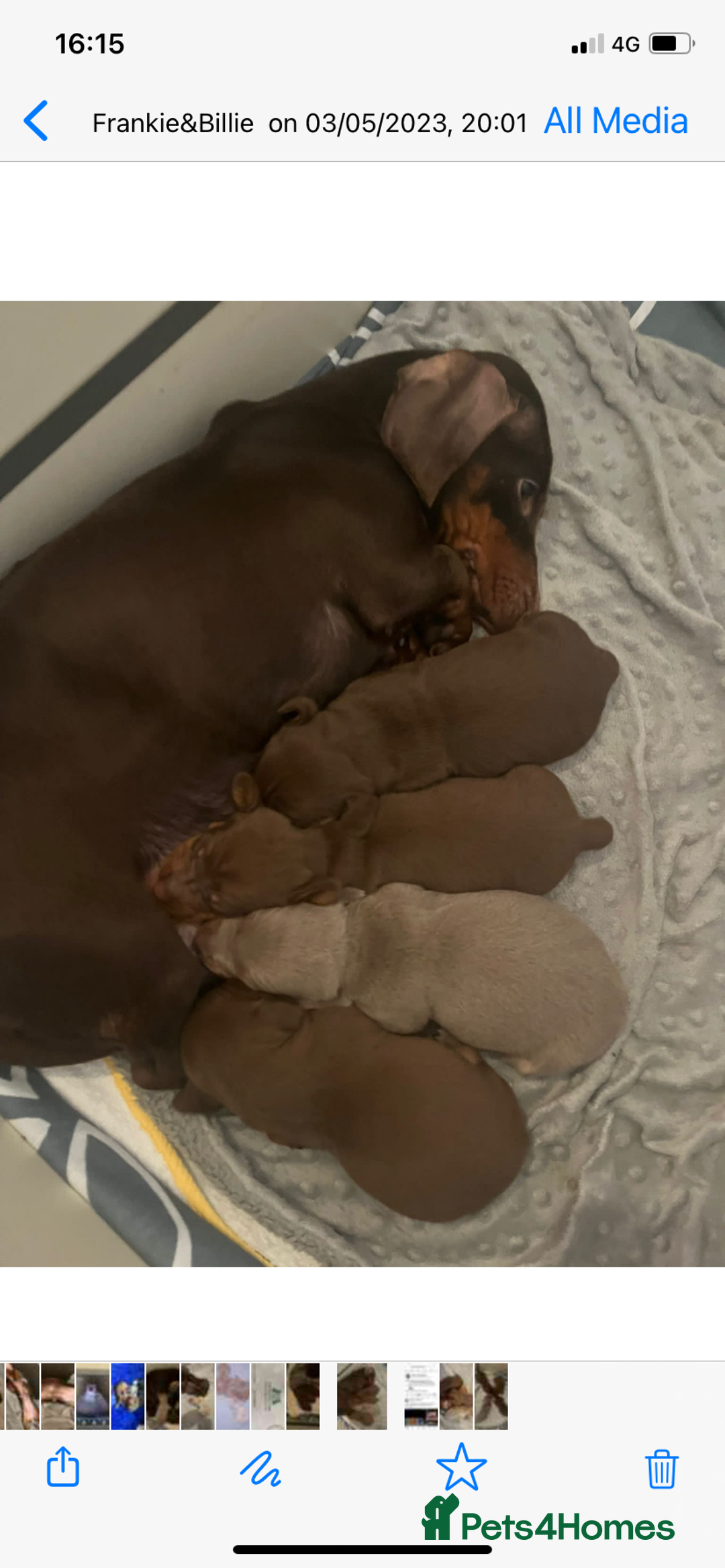 Miniature Dachshund dogs for stud: **Frankie the most handsome mini dachshund** in Walsall - Image 2