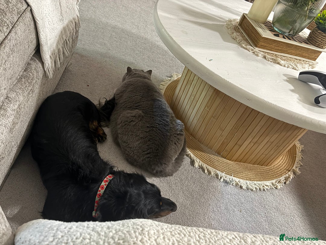 Miniature Dachshund dogs for sale:  long haired miniature dachshund male KC registere - Advert 7