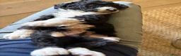 Bernedoodle dogs for sale: Black Bernedoodle Boy 1250 - Advert 9