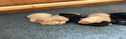 Labrador Retriever dogs for sale: KC Registered Labrador Pups - Advert 13