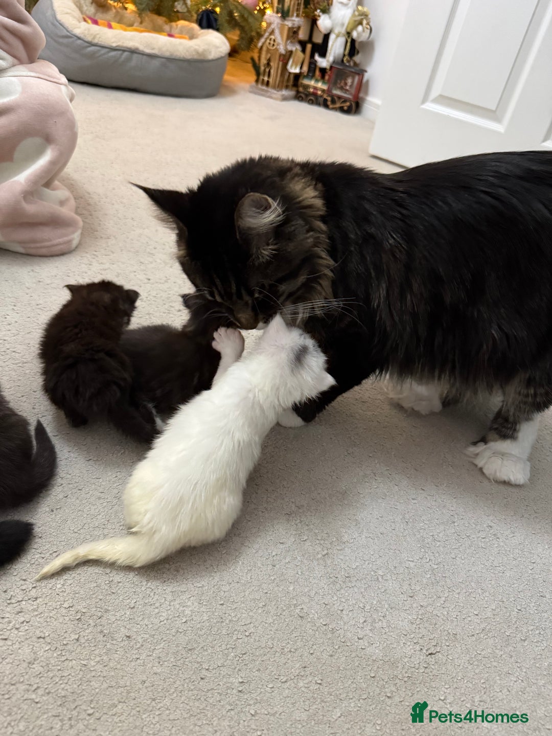 Maine Coon cats for sale: Maine Coon kittens some polydactyl.  - Advert 3