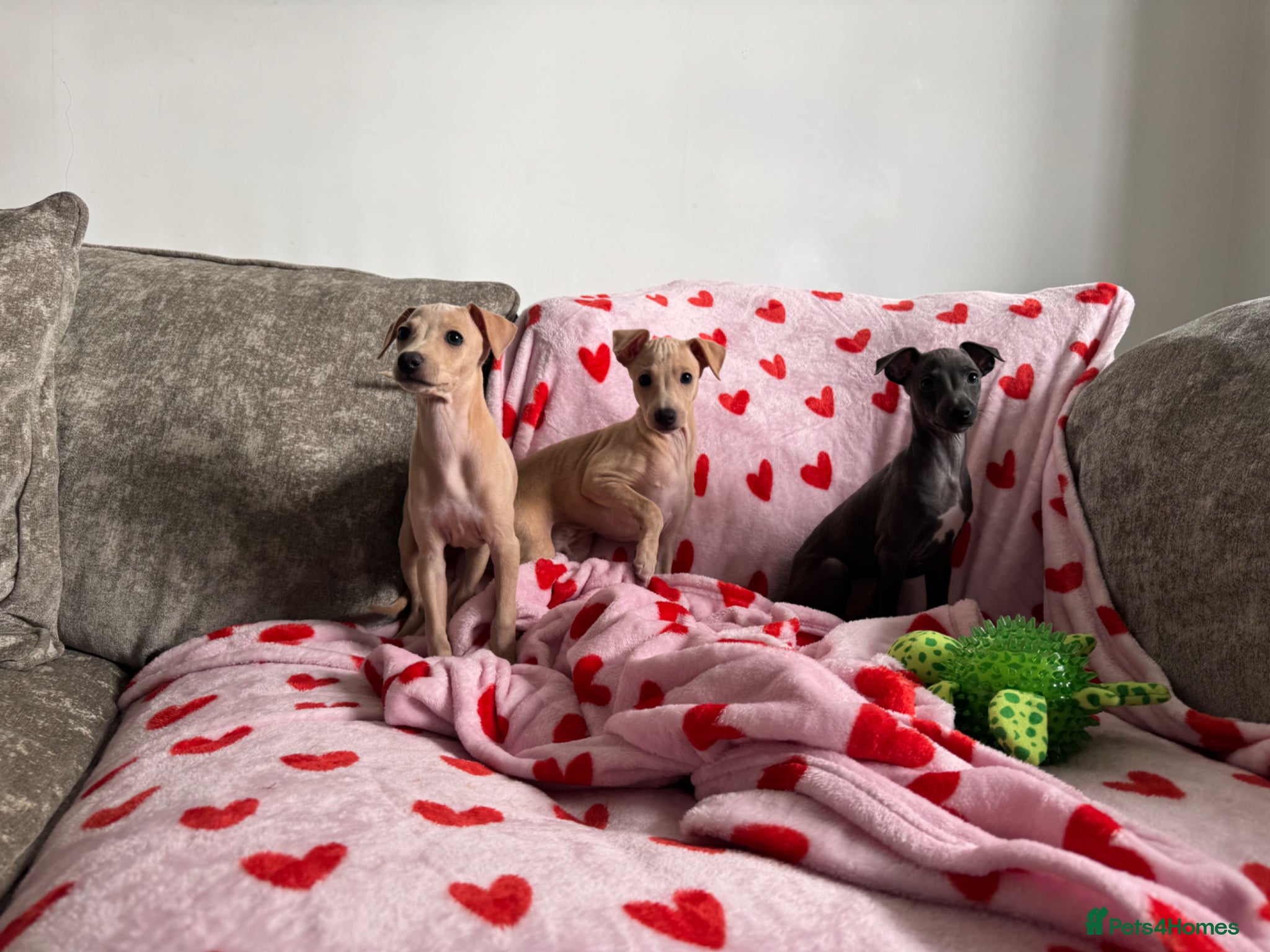 Italian Greyhound dogs KC registered Italian greyhound puppies for sale - Advert 1