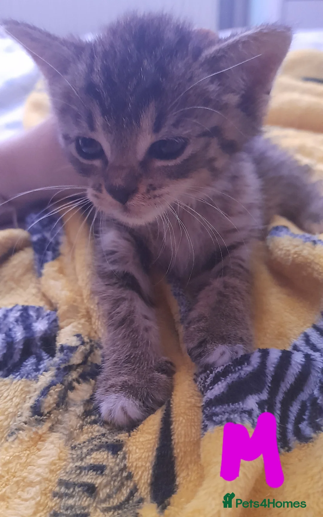 Mixed Breed cats for sale: Five gorgeous kittens  - Advert 30