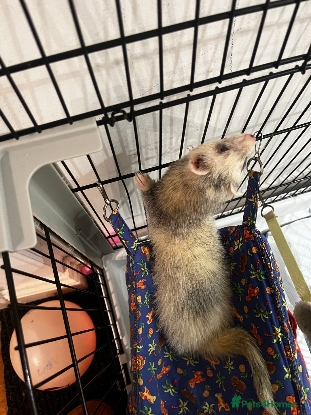 English rabbits for sale: Ferret  - Advert 9