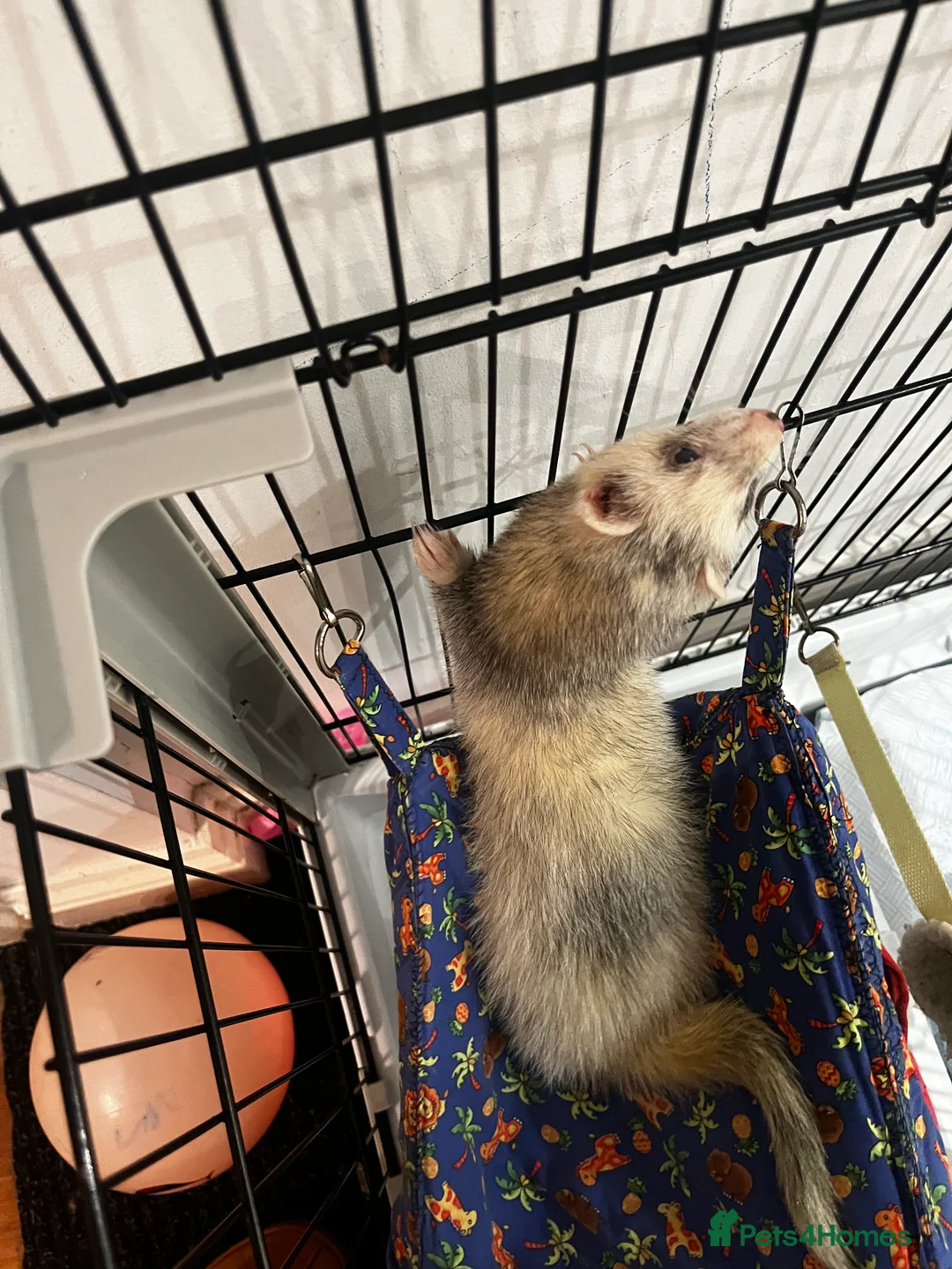 English rabbits for sale: Ferret  - Advert 9